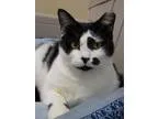Adopt Skittle 106431 a Black and White or Tuxedo Domestic Shorth