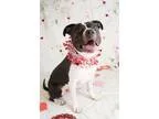 Adopt Reggie a Pit Bull Terrier