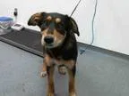Adopt KEELAH a German Shepherd Dog  Mixed dog in Tulsa OK (15193