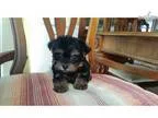 Tiny Teacup Yorkie Boy