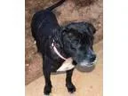 Adopt Pixie a Bull Terrier