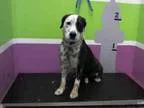 Adopt TATUM a Border Collie  Dalmatian  Mixed dog in Houston TX 