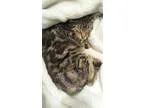 Adopt Lobster a Tabby - Brown