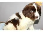 TandC Beautiful Landseer M1 in Northeast Ind