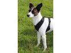 Adopt Asti a White - with Brown or Chocolate Italian Greyhound  