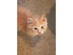 Adopt Pink a Domestic Short Hair Tabby - Orange