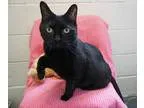 Adopt Mama  Adorable  a All Black Domestic Shorthair (short coat