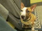 Adopt LUTHER a Bull Terrier