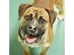 Adopt Montoya a Shepherd (Unknown Type)  Pug  Mixed dog in Richm