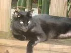 Adopt Magnum a All Black Domestic Shorthair (short coat) cat in 