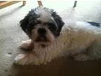 Adopt Casey (Courtesy Posting) a White - with Black Lhasa Apso  