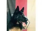 Adopt Merrick a Black - with Tan Yellow or Fawn German Shepherd 