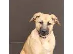 Adopt Honey a German Shepherd Dog
