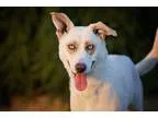 Adopt Enya a Siberian Husky