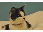 Adopt Gracely a Domestic Shorthair  Mixed (short coat) cat in Ci