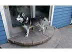 Adopt Fairbanks a Husky