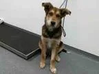 Adopt DEUCE a German Shepherd Dog  Mixed dog in Tulsa OK (151874