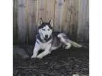 Adopt Dalka a Siberian Husky