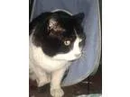 Adopt Felix NEEDS FOSTER a Tuxedo