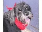 Adopt Sprocket a Black Giant Schnauzer  Mixed dog in Phoenix AZ 
