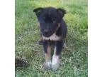 Adopt Jake a German Shepherd Dog