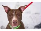 Adopt Cinnamon a Labrador Retriever Pit Bull Terrier