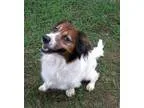 Adopt Hazel a Spaniel Basset Hound