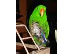 Adopt Firkis a Green Eclectus bird in Hightstown NJ (13125794)