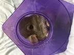 Adopt Wiggles a Chinchilla