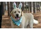 Adopt Hoover a TanYellowFawn Labrador Retriever  Labrador Retrie