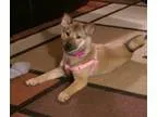 Adopt Lexi a Shiba Inu