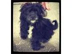 Adopt Kingston a Black - with White Spaniel (Unknown Type)  Mixe