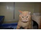Adopt Bud a Orange or Red Tabby Domestic Shorthair (short coat) 