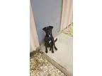Adopt Molly-Tennessee Treeing Brindle Hound a Hound
