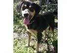 Adopt Susie a Beagle Hound