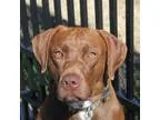 Adopt Gunner a RedGoldenOrangeCh estnut German Shorthaired Point