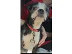 Adopt Lola in KS-Adopted a Boston Terrier