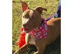 Adopt Cali - 97521 a Pit Bull Terrier