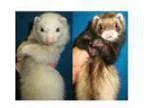 Adopt Anna and Leila a Ferret