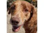 Adopt Boomer a Australian Shepherd Labrador Retriever