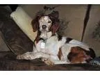 Adopt ARMolly a White - with Red Golden Orange or Chestnut Britt