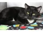 Adopt Lincoln a Tuxedo
