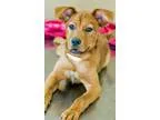 Adopt ADOPTED Firework (Gahanna OH) a Labrador Retriever