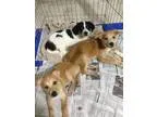 Adopt Daisy a Husky Labrador Retriever
