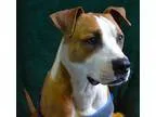 Adopt Barkley a Boxer Pit Bull Terrier