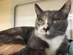 Adopt Sidna a Calico or Dilute Calico Domestic Shorthair (short 