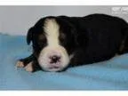 BMD Male -