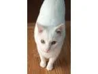 Adopt Willie a White Domestic Shorthair (short coat) cat in Linc