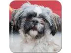 Adopt Marco a Shih Tzu