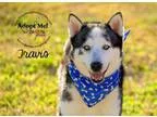 Adopt Travis a Siberian Husky Husky